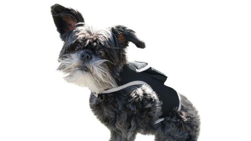 Keep Your Pet Safe with Portable Mini Realtime GSM GPRS Pet GPSTracker Size:M